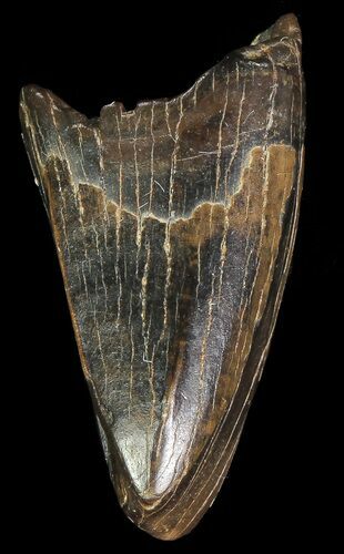 Albertosaurus Premax Tooth - Alberta (Disposition #-) #67616